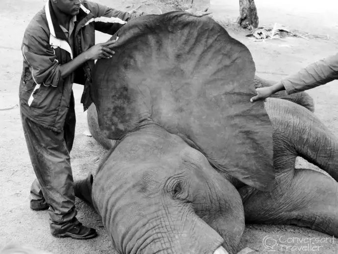 Elephant Whispers Hazyview South Africa Did you know African eles have ears shaped like Africa, and supposedly Asian eles have ears like India. Do you agree?