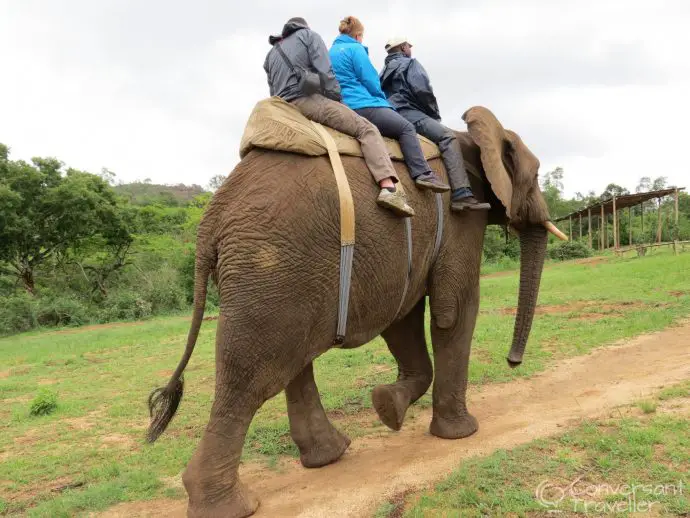 Elephant Whispers Hazyview South Africa It's a long way down!