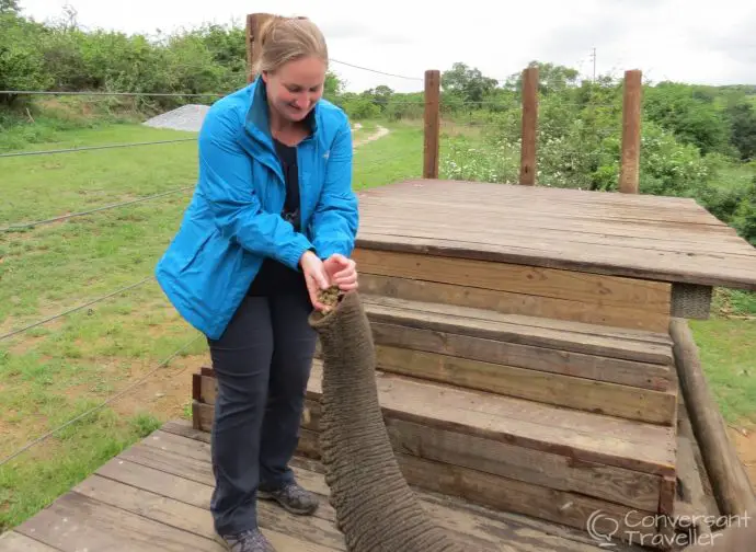 Elephant Whispers Hazyview South Africa The eles deserved a tasty reward after carrying us around all morning!
