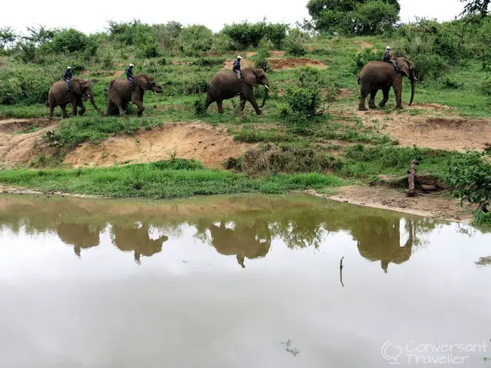 Elephant Whispers Hazyview South Africa The handlers bring up the elephants