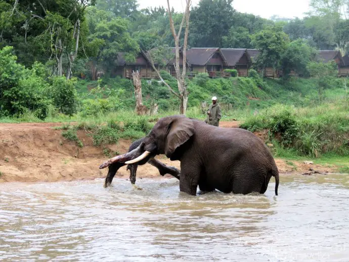 Elephant Whispers Hazyview South Africa Mighty Tembo thinks nothing of taking a big tree for a playmate