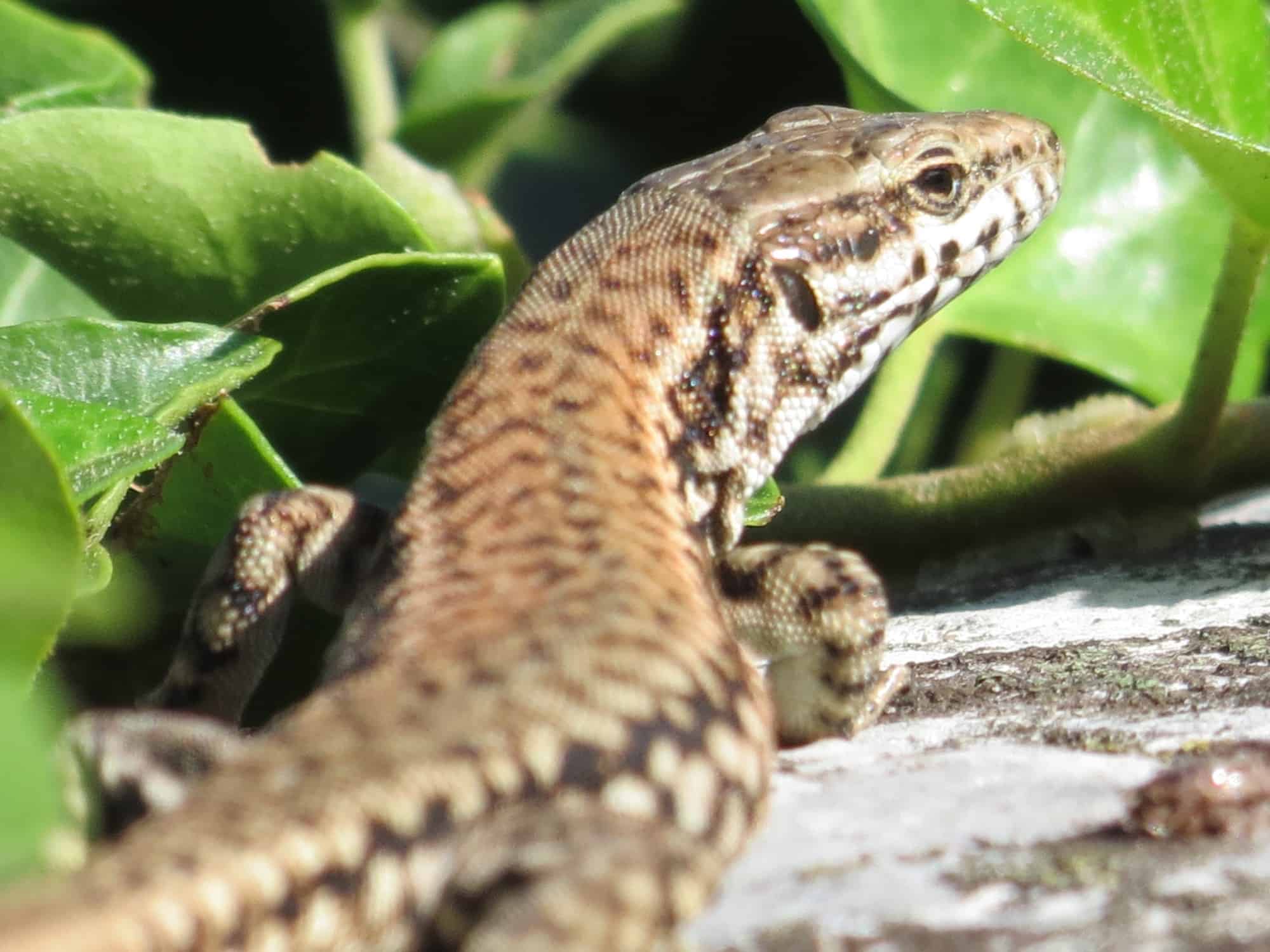 River bank lizards in Verona