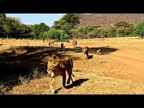 Exploring Samburu: A luxury safari game drive with Saruni Samburu in Kenya