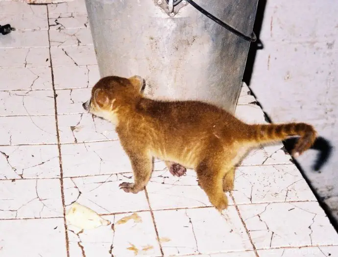 Baby coatis, just before steeling wellington boot inner soles, Arcas, Guatemala