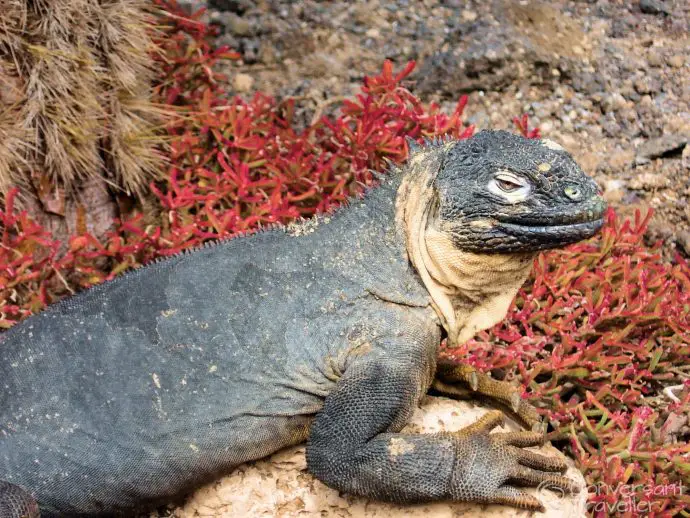 Land Iguana, Galapagos