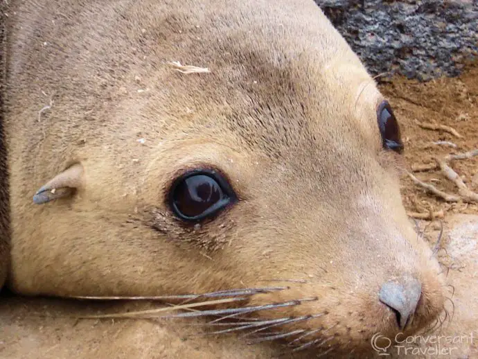 One of a zillion photos we took of Galapagos sealions