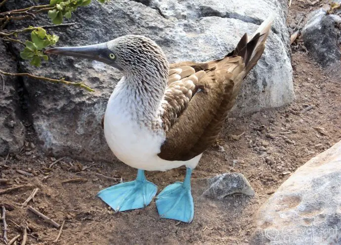 Blue Footed BOOBIE, in the Galapagos