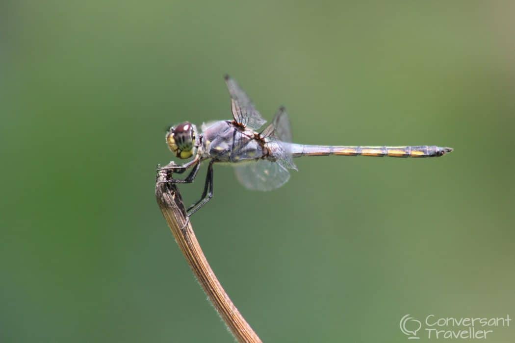 Dragonfly, Bali
