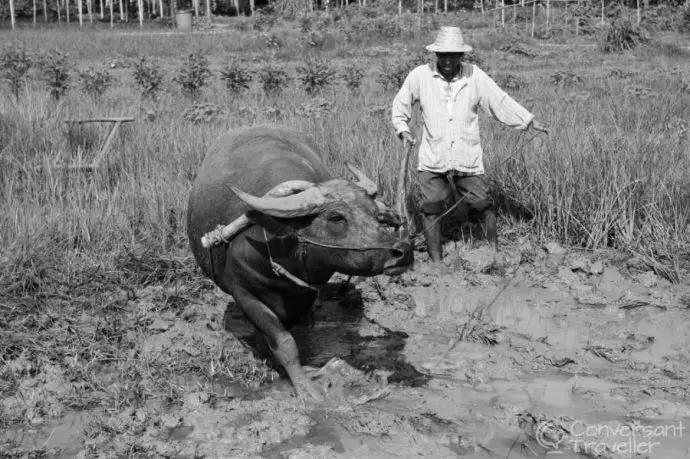 Ploughing paddy fields in Luang Prabang, northern Laos at Living Land Rice Farm