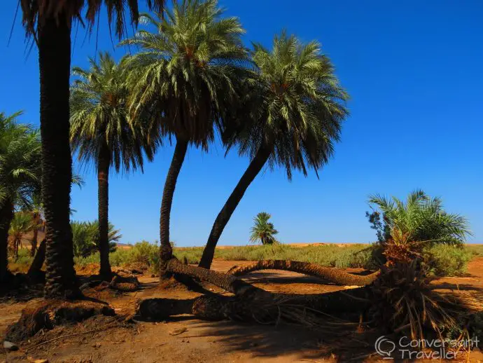 Desert oasis