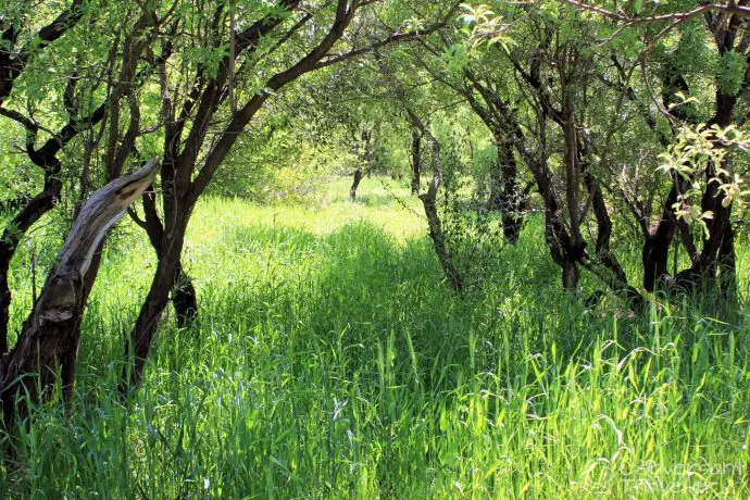 How to survive hayfever in Morocco, Kasbah Ellouze, Tamdaght, Ouarzazate