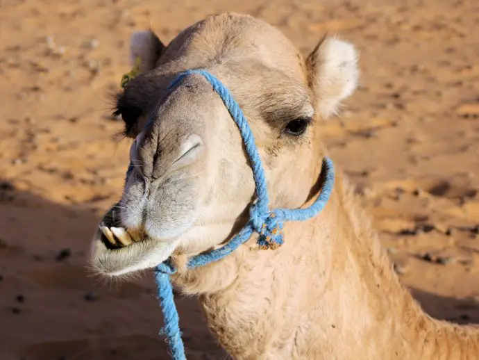 Erg Chebbi desert camp camel trek, Merzouga, Morocco