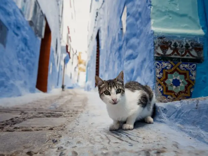 White and grey cat sitting in an alleyway that has blue walls