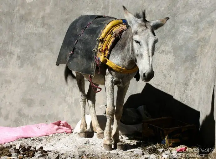 One of the better looking donkeys, Imlil, Morocco