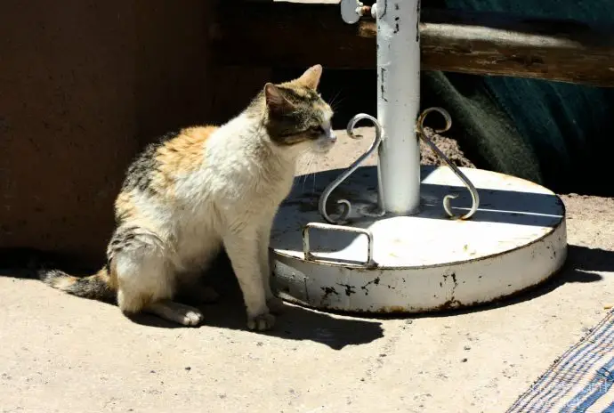 The grateful cat, Armed, Morocco