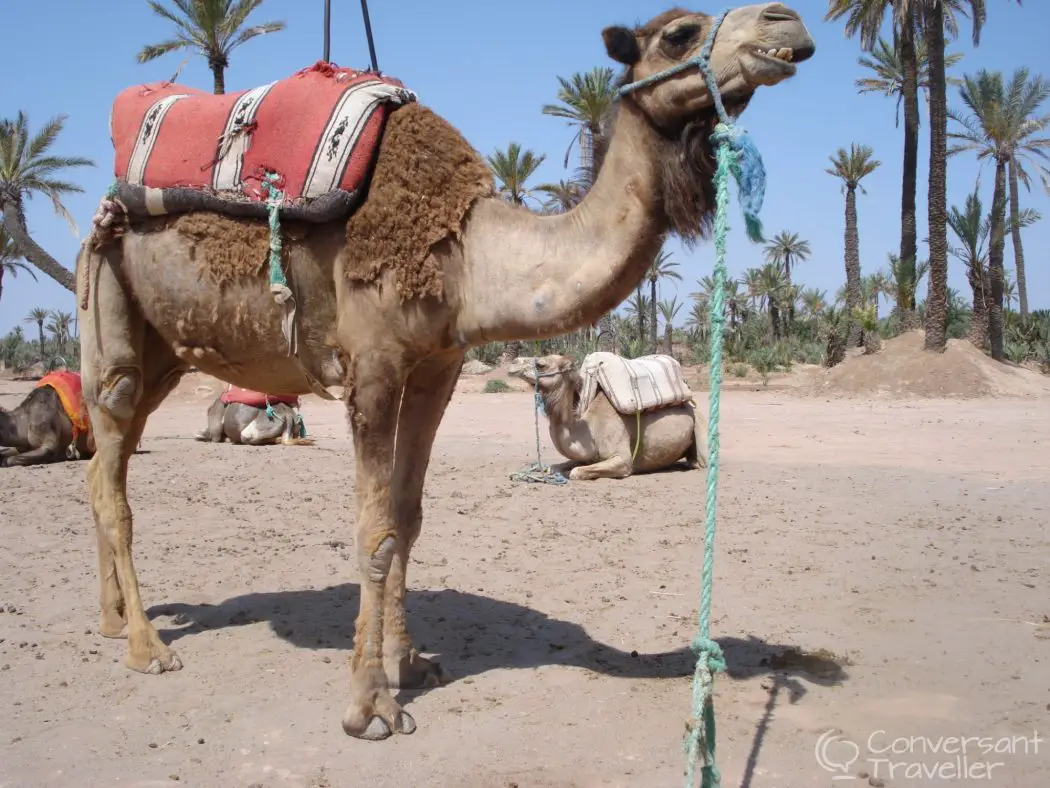 Camel palmeraie, Marrakech