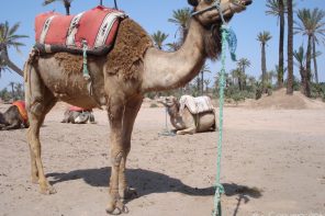 Camel palmeraie, Marrakech