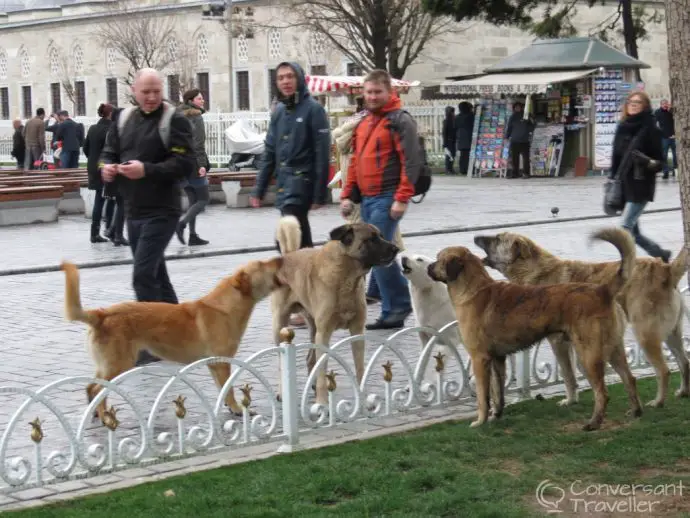 The death wish dogs take a breather, Istanbul