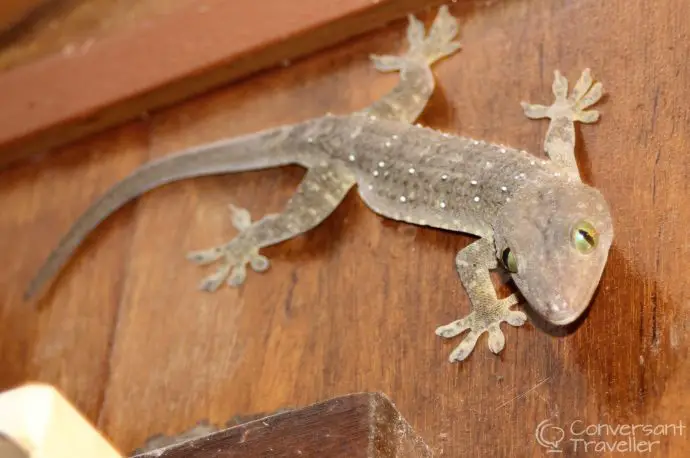 Our resident chalet gecko, Kinabatangan, Borneo