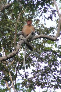 Proboscis Monkey, Kinabatangan, Borneo