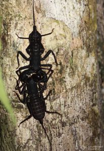 My Whip Scorpians, Kinabatangan, Borneo