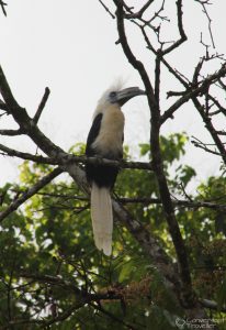 Kinabatangan, Borneo