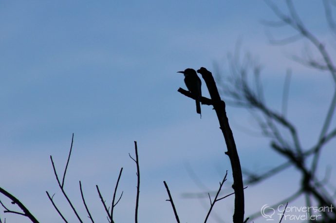 Bee-eater, Kinabatangan, Borneo