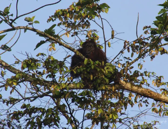 Wild orang utan making a nest, Kinabatangan, Borneo