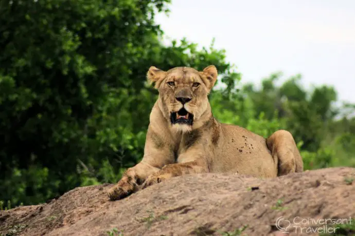 Seriously hubbie, you didn't notice this magnificent animal mere metres from our car? At Hluhluwe Imfolozi 