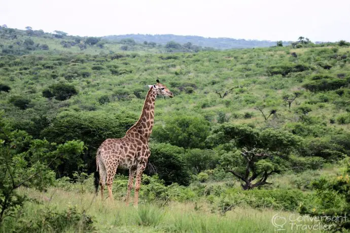 Giraffe contemplates the wilderness of his home in the hillside Hluhluwe section of the reserve