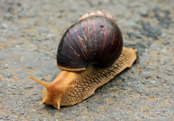 Giant Africa Land Snail, a person standing would just come up as far as the lower antenna! Honest. At Hluhluwe Imfolozi 