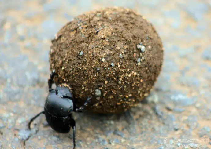 One of the slowest beasties in the reserve yet I still couldn't get the dung beetle in focus! At Hluhluwe Imfolozi 
