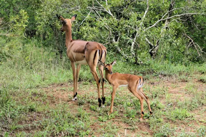 Even on a game drive you won't miss the Impala galore at Hluhluwe Imfolozi 