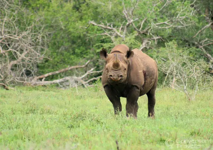 Yeah we saw black rhino at Hluhluwe Imfolozi, whoop!