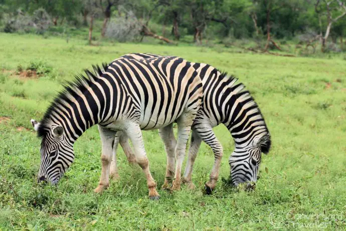 Being silly with the camera, or perhaps Siamese zebras? At Hluhluwe Imfolozi 