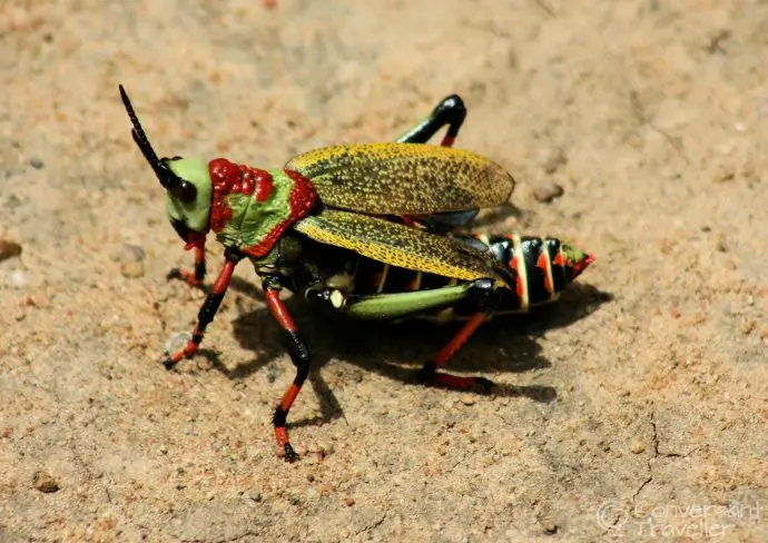 Not quite a plague, but one brightly coloured locust was impressive enough at Hluhluwe Imfolozi 