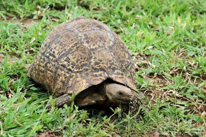 Giant tortoise at Hluhluwe Imfolozi