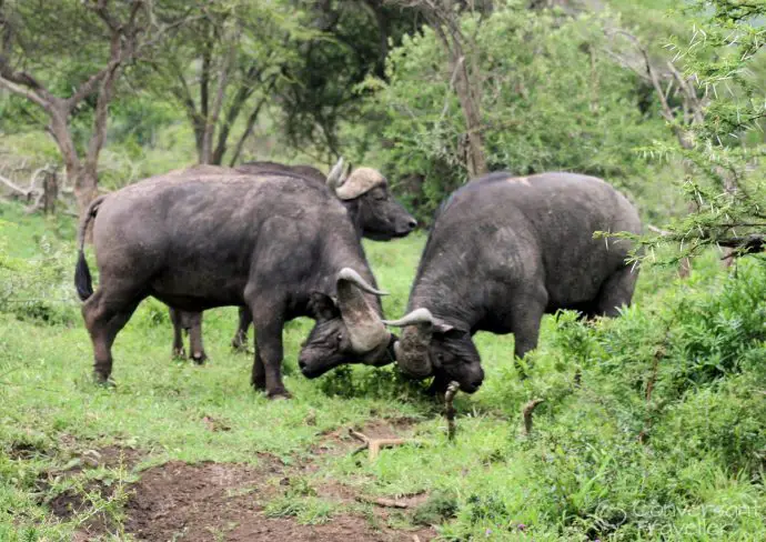 Buffeting buffalo at Hluhluwe Imfolozi 