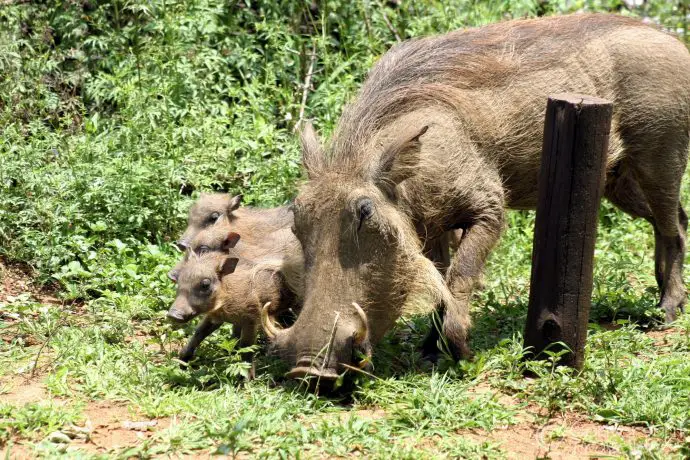 The warthog family that joined us for lunch at Hluhluwe Imfolozi 