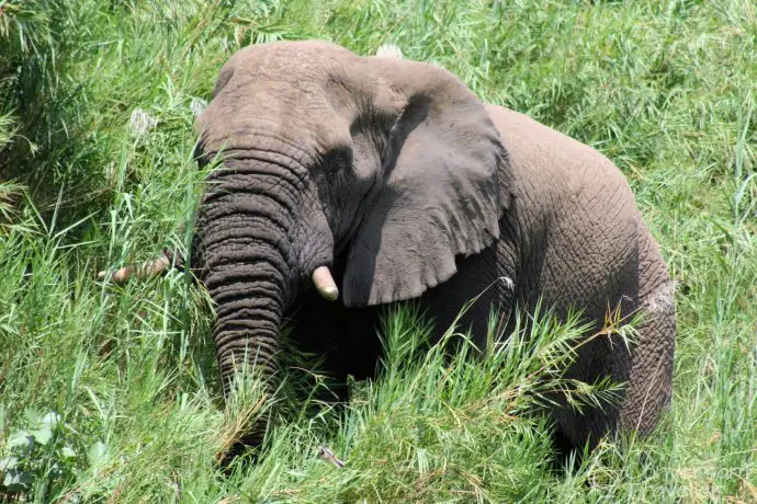 Hiding elephant at Hluhluwe Imfolozi 