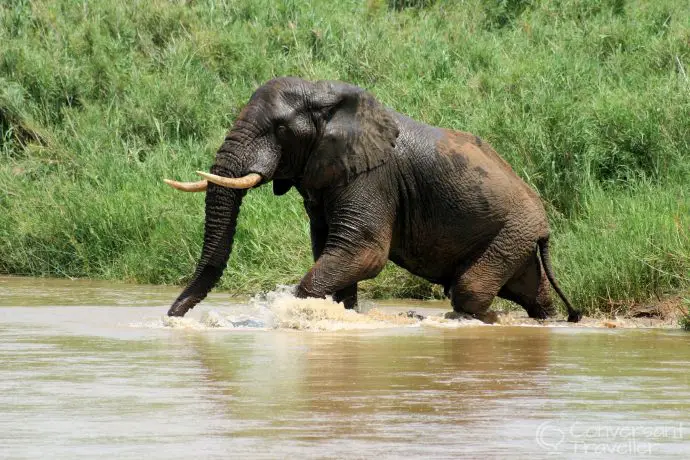 Rivers are no obstacle for eles at Hluhluwe Imfolozi 