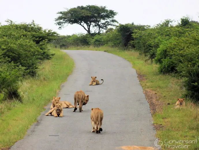 We rudely interrupted the lions from their slumber at Hluhluwe Imfolozi 