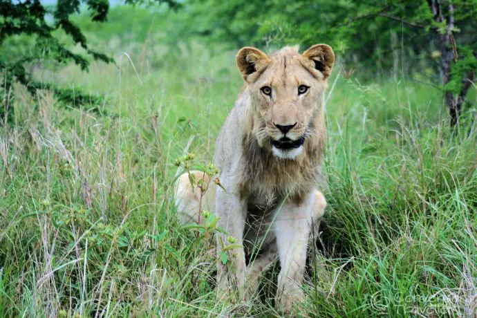 Lion teenager wondering if we'd make a good breakfast at Hluhluwe Imfolozi 