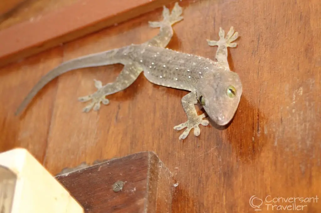 Gecko