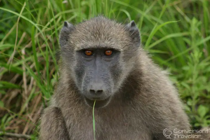 If you don't wind your window up soon I'm going to get you! Evil eyed baboon at Hluhluwe Imfolozi
