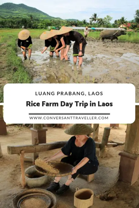 Day trip from Luang Prabang in Laos, visiting the Living Land Rice Farm and being farmers for a day #laos #luangprabang #ricefarm #daytrip