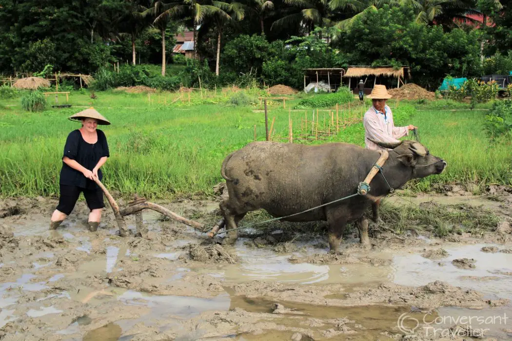 Ploughing with Susuki the buffalo in Luang Prabang, Laos