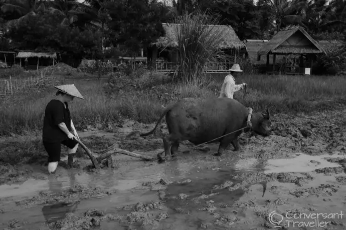 Living Land Rice Farm, Luang Prabang