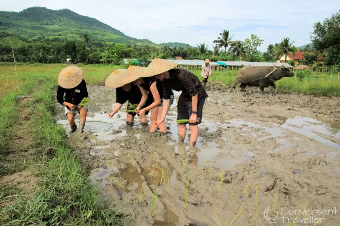 Planting the rice, Living Land Rice Farm, Luang Prabang