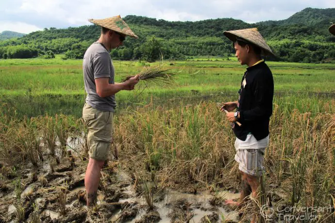 Living Land Rice Farm, Luang Prabang